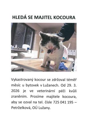 hledá se majitel kocoura